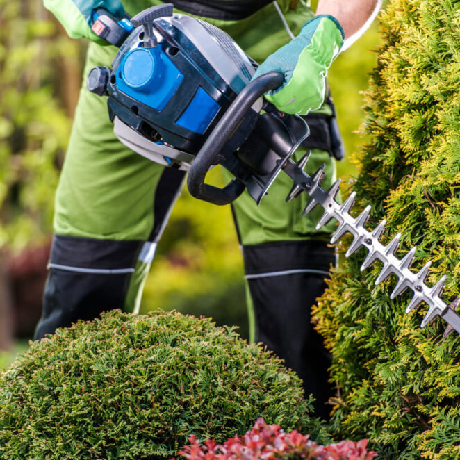 nożyce do żywopłotu jakie wybrać