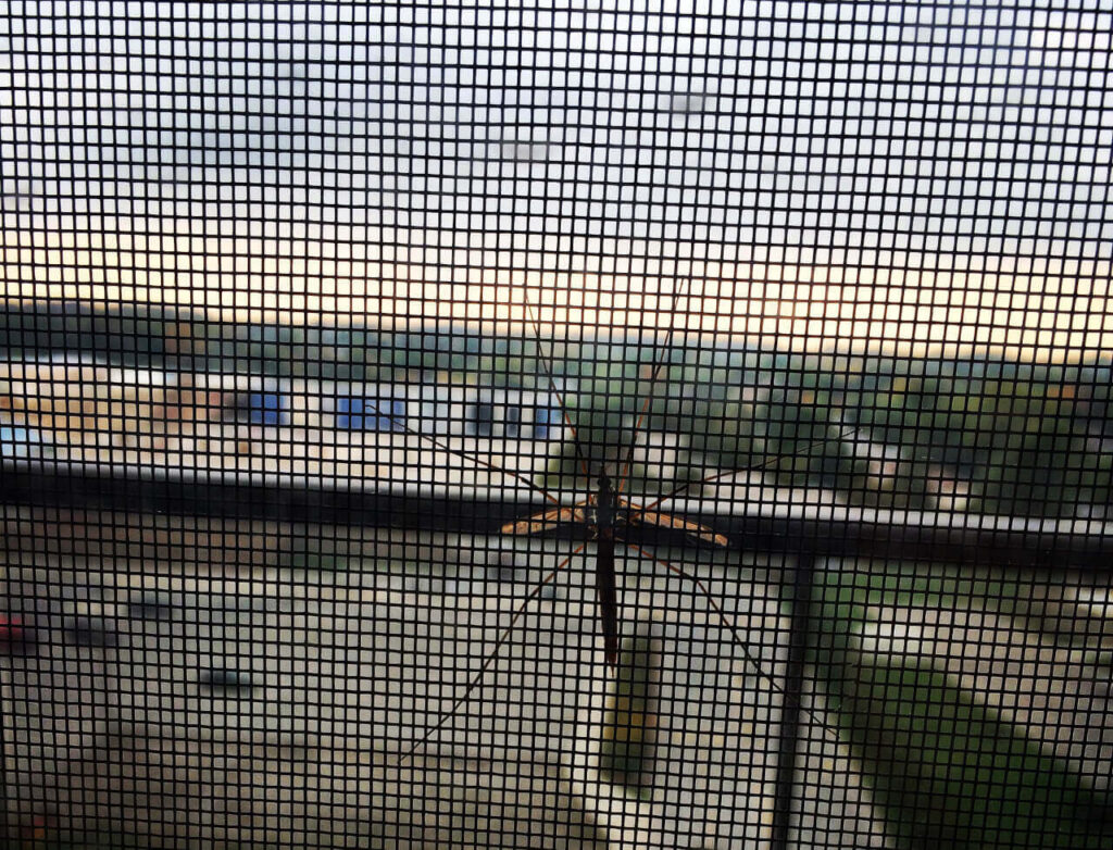 Jak odstraszyć komary? Środki i urządzenia, które naprawdę działają!