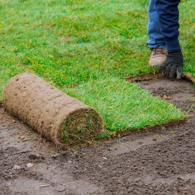 zakładanie trawnika z rolki, ale i z siewu, wymaga uwagi