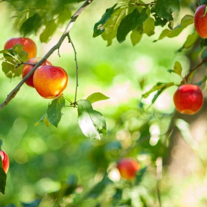 Drzewa owocowe do ogrodu - jakie wybrać?