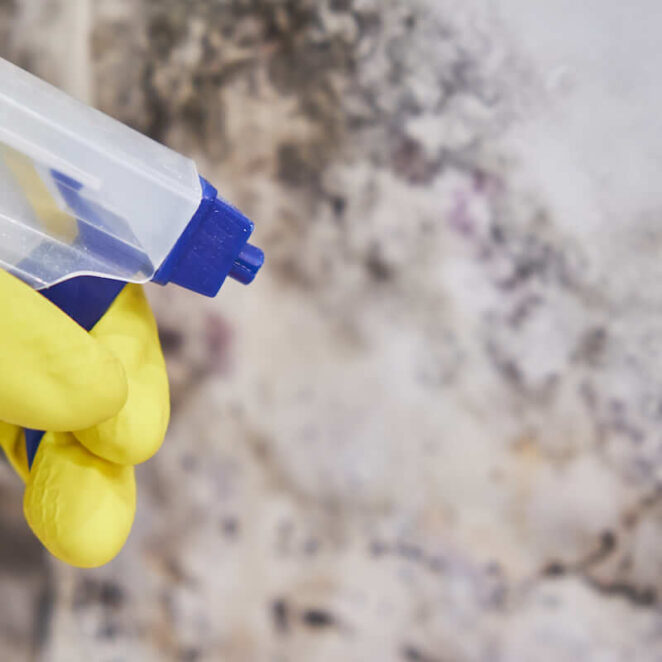 pleśń w domu to poważny problem