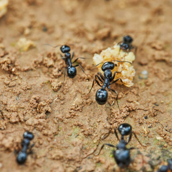 jak zwalczyć mrówki w ogrodzie?