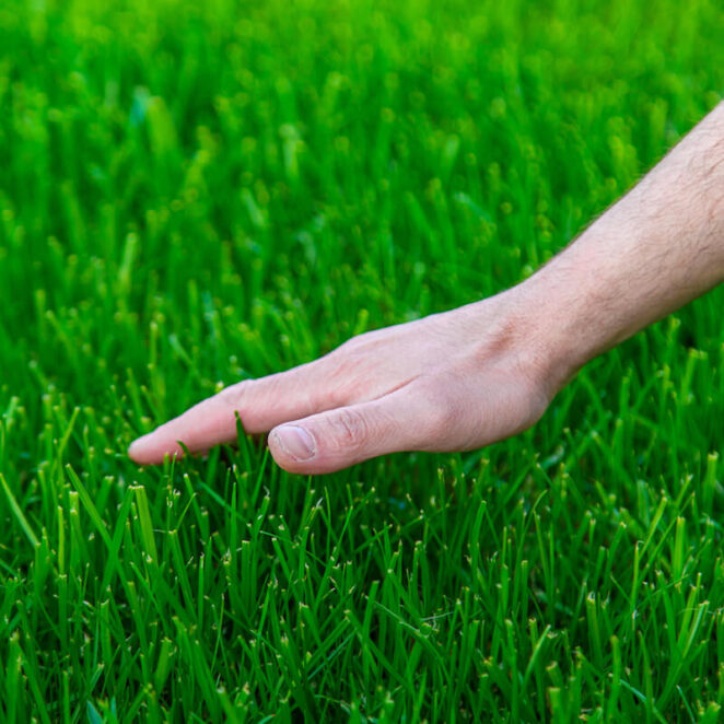 dosiewanie trawy - poradnik krok po kroku