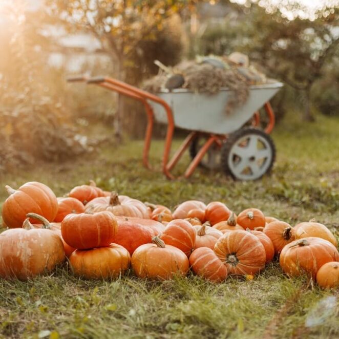 jesień w ogrodzie to czas, w którym m.in. zbieramy dynie